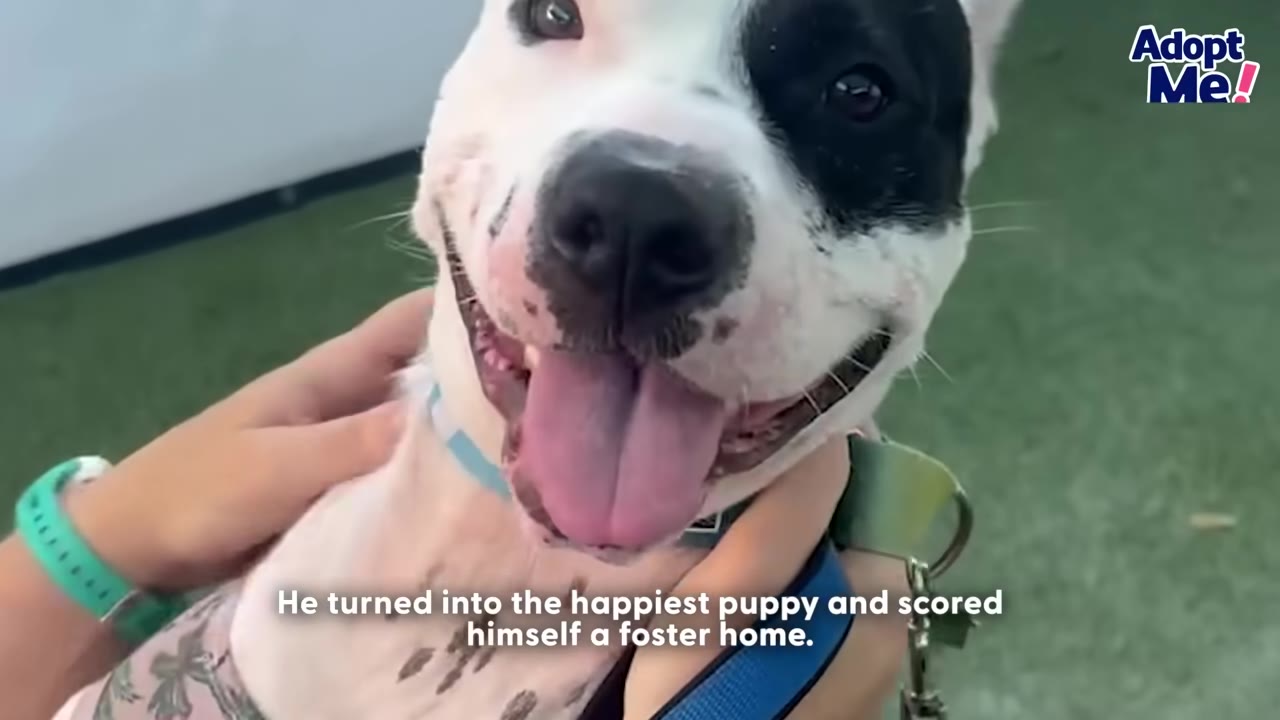 A close-up shot of a happy white dog with a black patch over its left eye, smiling with its tongue out as a person gently holds its neck.