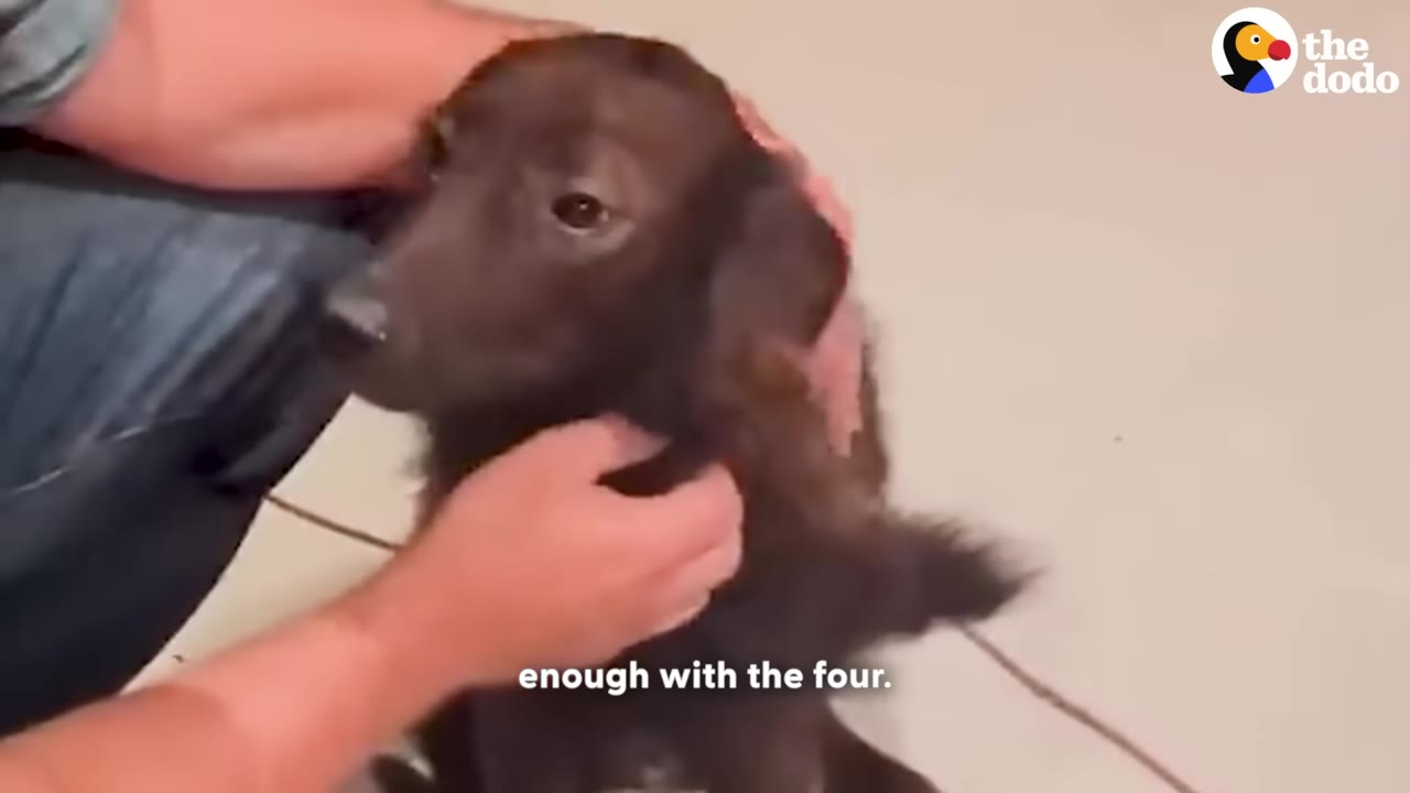 A close-up of a brown dog being gently petted on the head and neck by a person's hands.