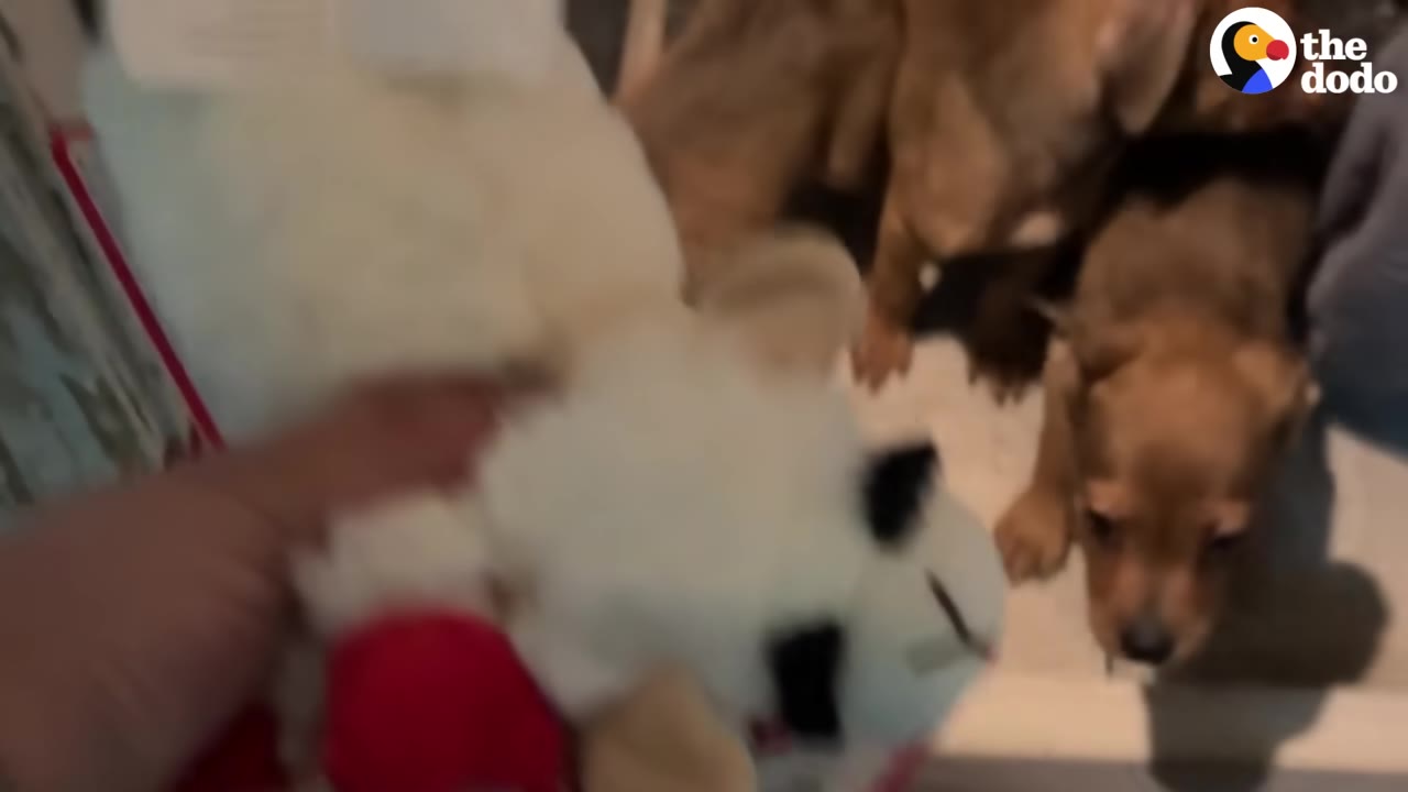 A hand holding a white plush toy with a red collar in front of curious brown puppies.