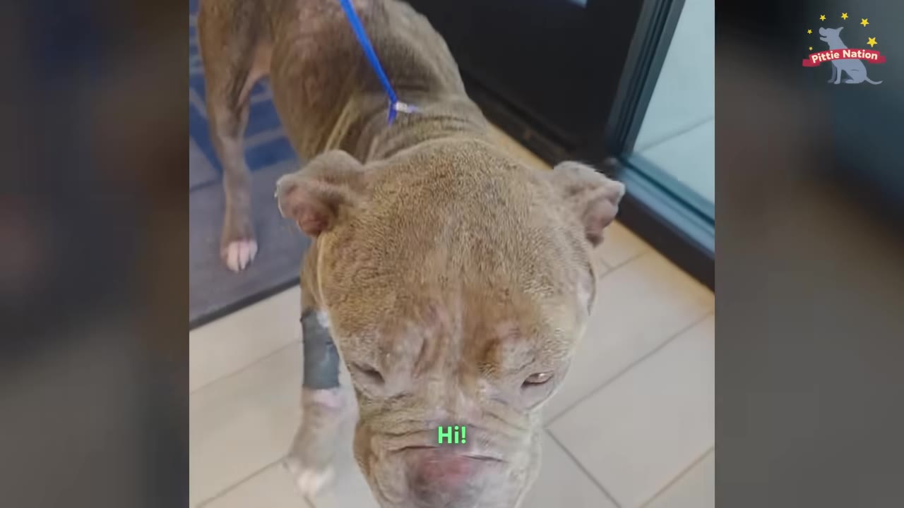A close-up shot of a brown pit bull with a blue leash standing indoors, looking up towards the camera.