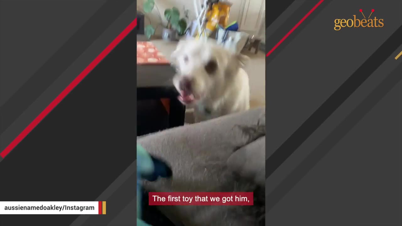A fluffy white dog looks up with an open mouth and alert expression in a living room.