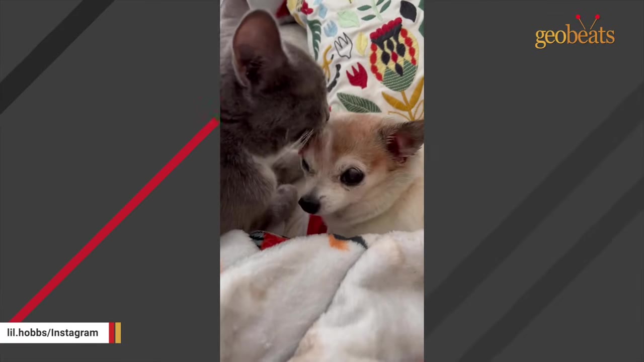 A grey cat gently grooms the head of a small tan and white dog lying on a blanket.
