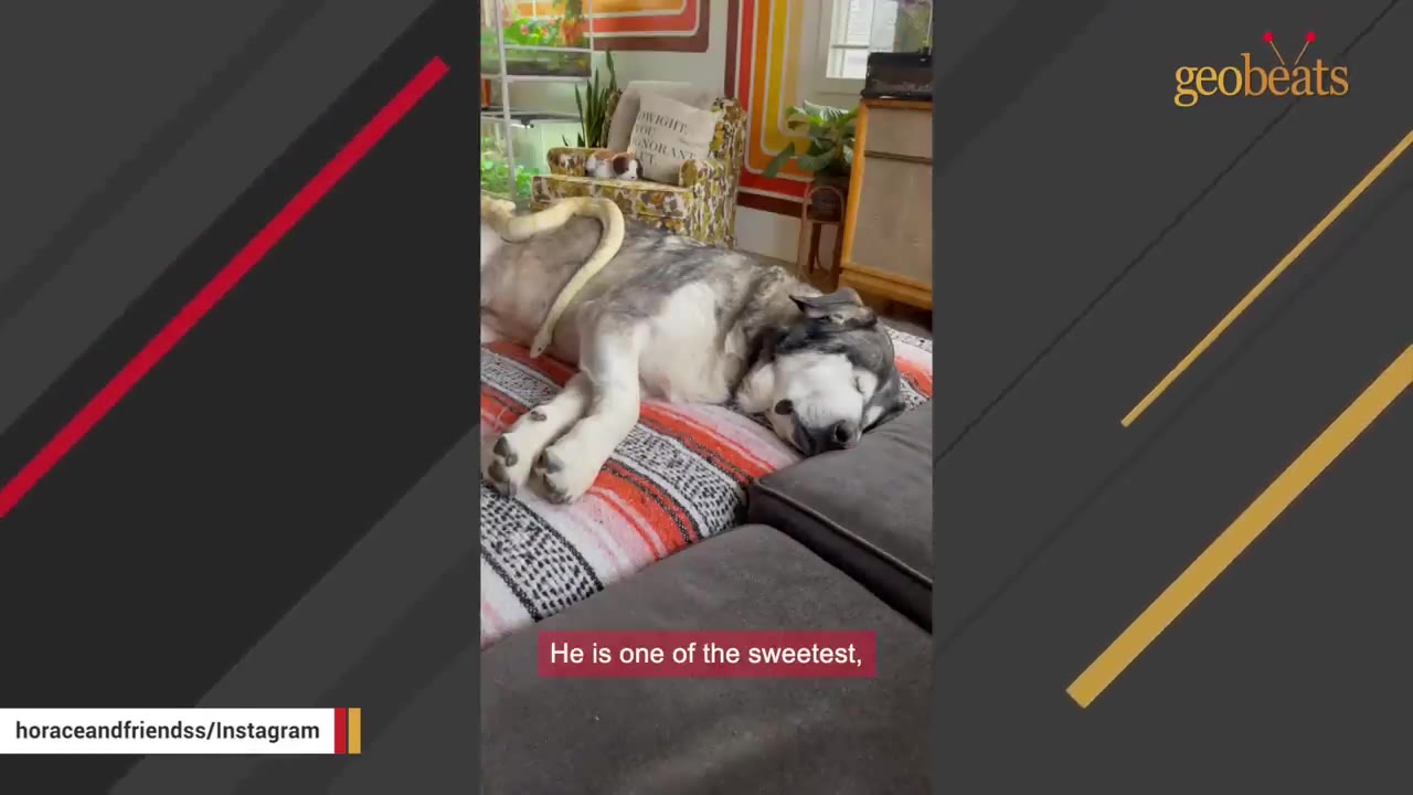A large fluffy dog sleeps peacefully on a colorful blanketed couch with a light-colored snake draped over its back.