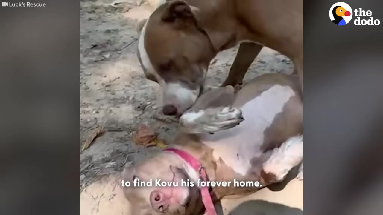 A brown and white dog lies on its back on the ground while another dog stands over it, sniffing playfully.