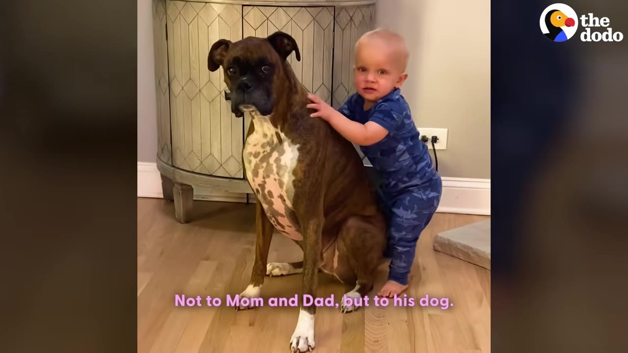 A baby boy in blue pajamas stands next to a large boxer dog, holding onto its back as they both look forward.