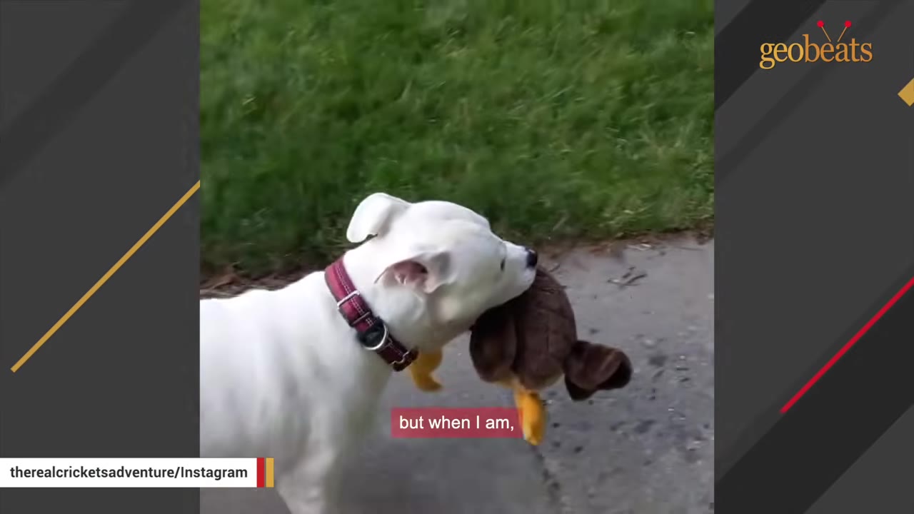 A white dog wearing a red collar walks along a paved path next to grass while carrying a brown stuffed animal toy in its mouth.