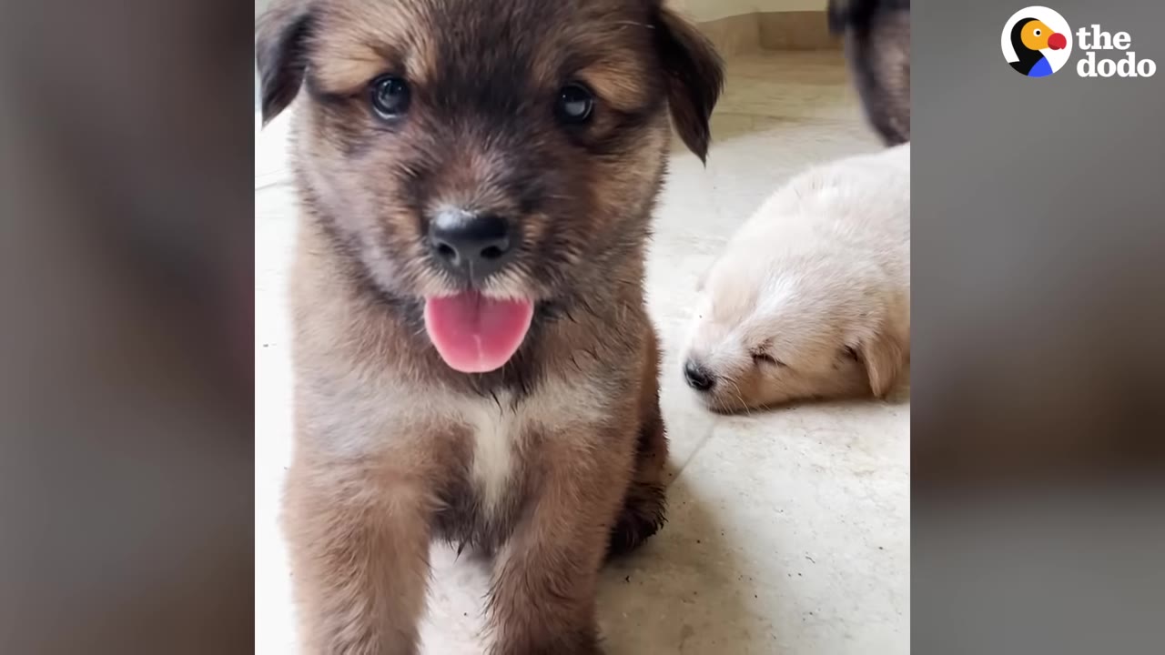 A fluffy brown puppy with its tongue sticking out sits on a light-colored floor, while a cream-colored puppy sleeps in the background.