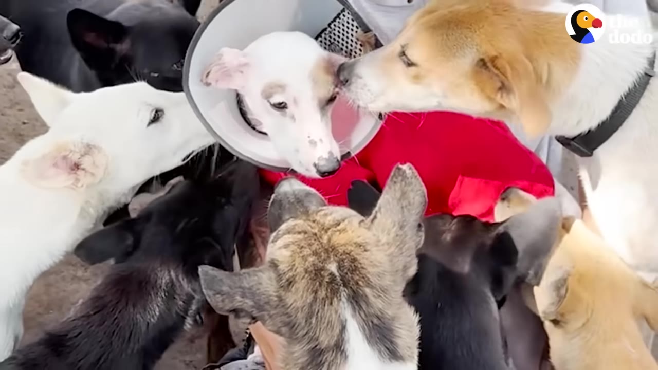A white dog wearing a protective medical cone is surrounded and greeted by several other dogs of various colors.