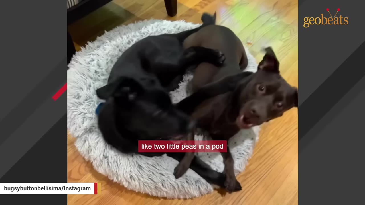 A black dog and a brown dog cuddle together in a fluffy white round dog bed on a wooden floor.