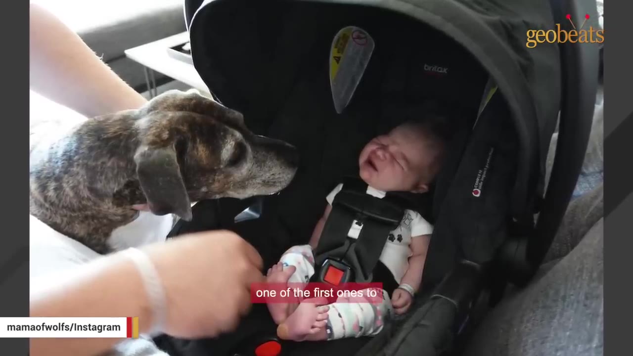 A brindle dog gently sniffs a newborn baby strapped into a black infant car seat.