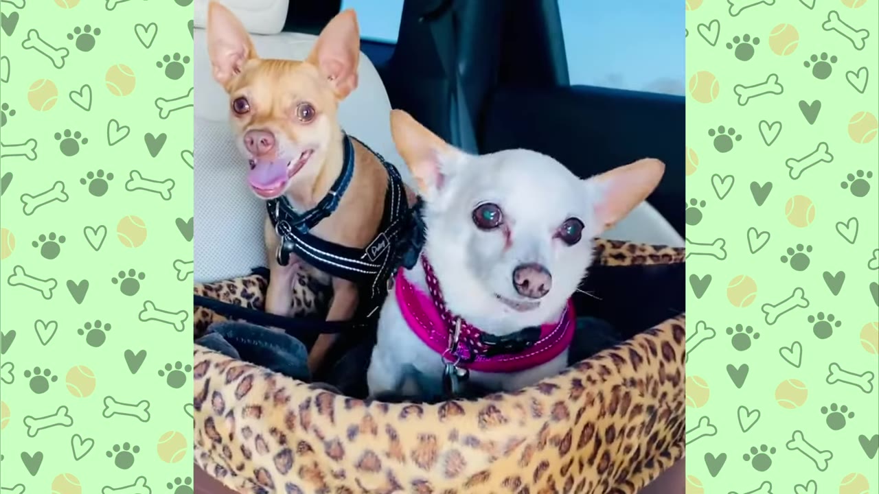 A tan Chihuahua puppy wearing a black harness and a white Chihuahua wearing a pink harness sitting together in a leopard-print pet car seat.