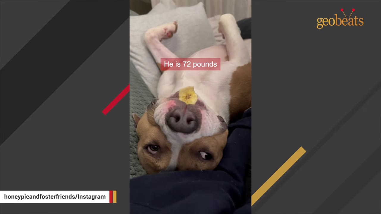 A brown and white dog lies upside down on a person's lap, with a slice of banana on its chin and a text overlay that reads 'He is 72 pounds'.