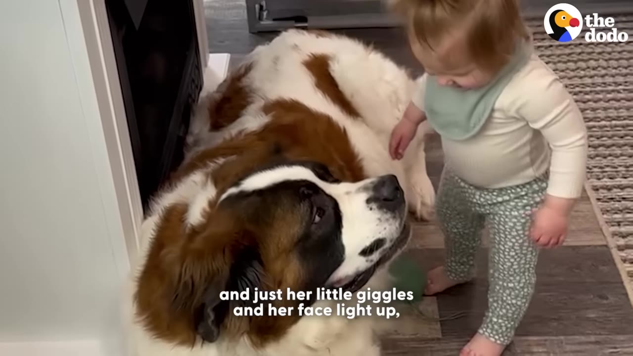 A Saint Bernard dog lying on the floor looks up affectionately at a toddler standing nearby.