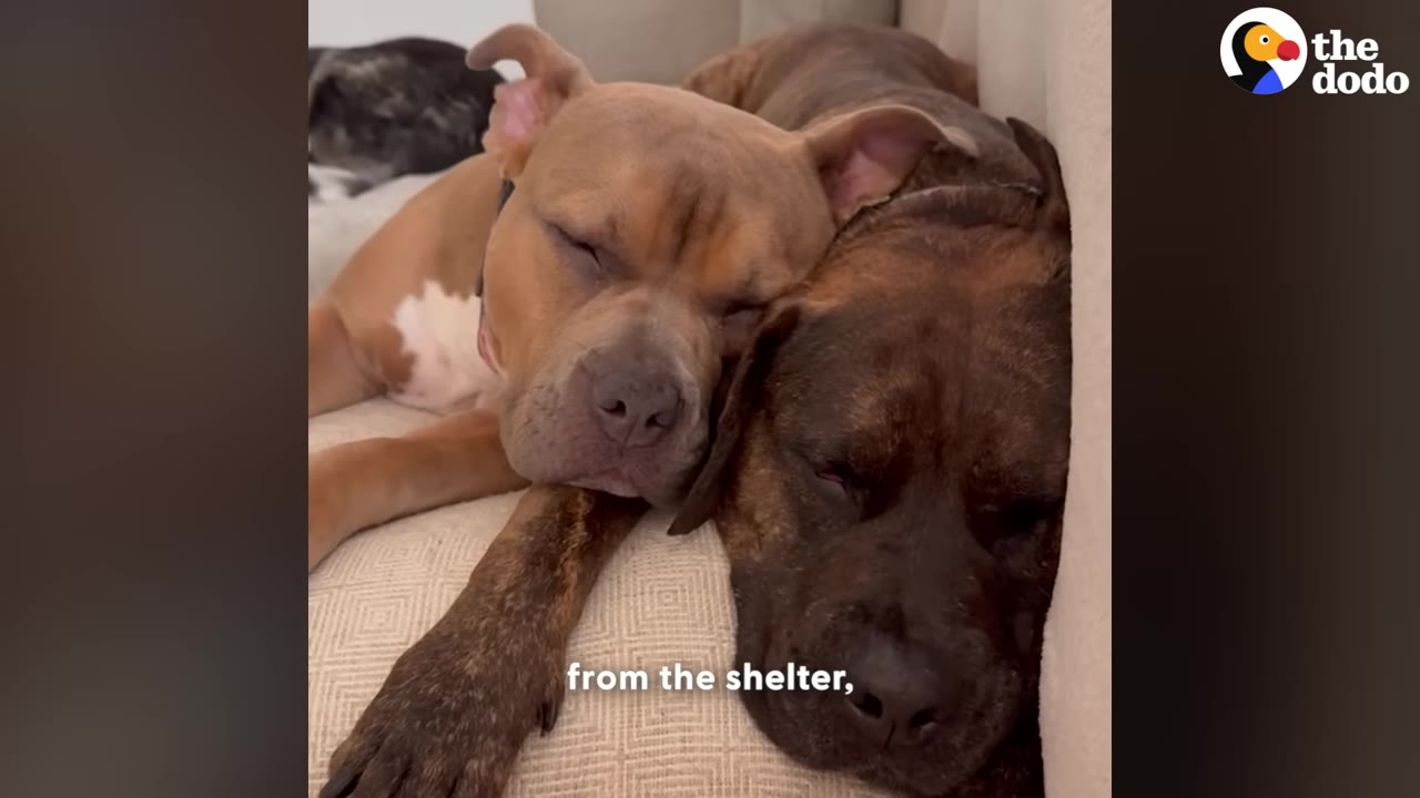 A tan pit bull-type dog rests its head affectionately on top of a sleeping brindle dog's head as they cuddle together on a couch.