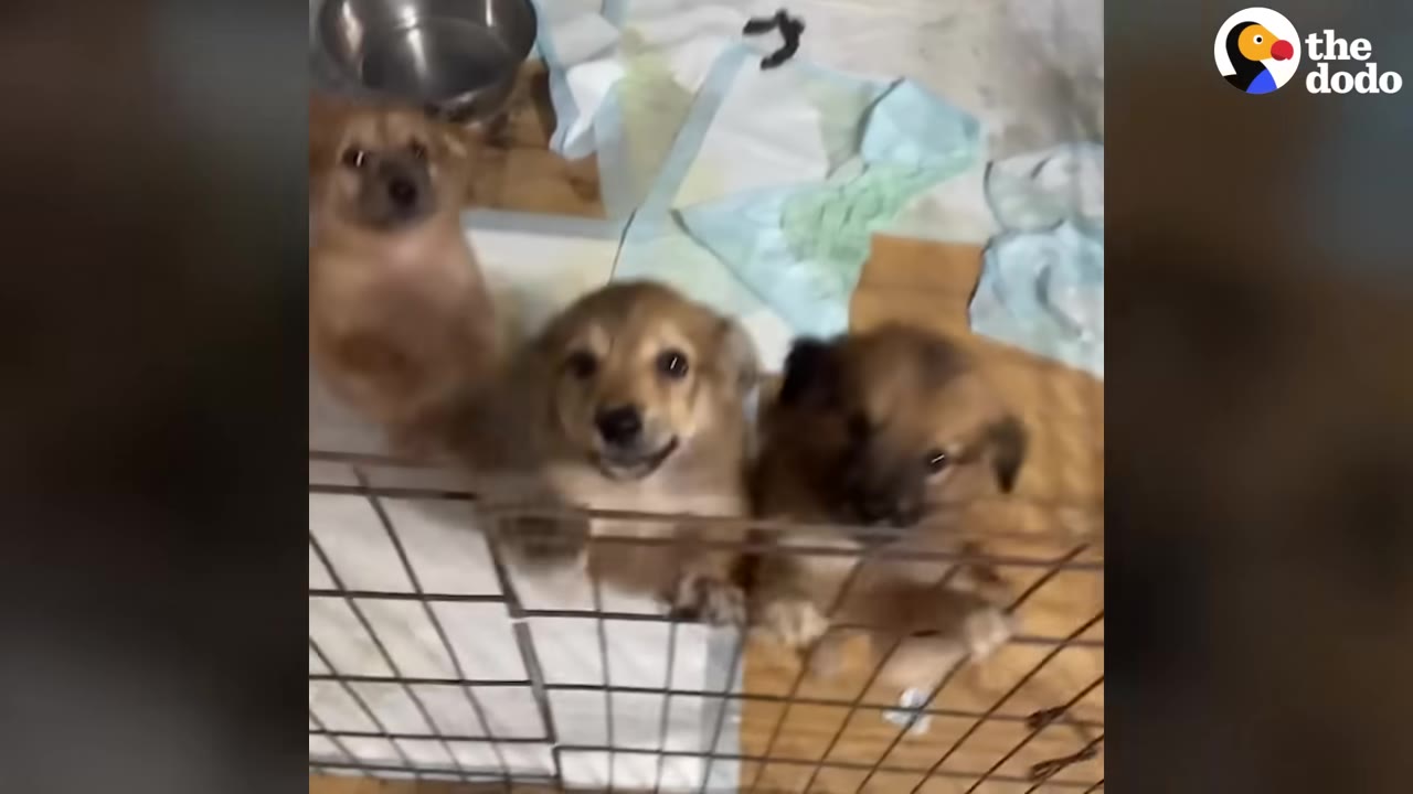 Three small brown puppies stand on their hind legs behind a wire playpen gate, looking up with excited expressions.