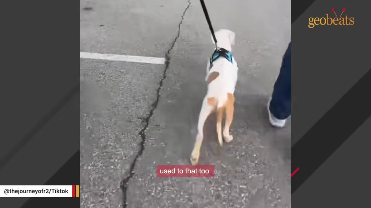 A white and brown dog wearing a blue harness walks on a leash on an asphalt surface, seen from behind.