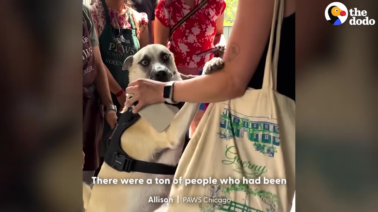 A light-colored dog with wide, expressive eyes hugs a person wearing a tote bag, surrounded by a supportive crowd of shelter volunteers.