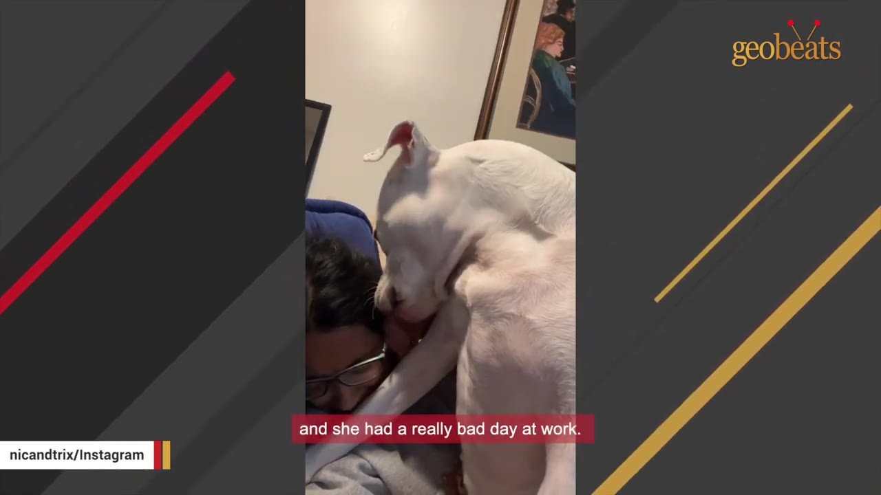 A white dog leans in close to nuzzle a woman wearing glasses as she rests on a couch.