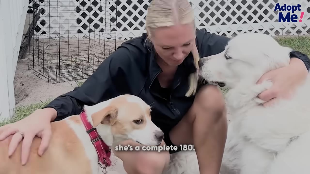 A woman sits outdoors petting a tan and white dog wearing a red collar on her left, and a large fluffy white dog on her right, with the text 'she's a complete 180.' on the screen.