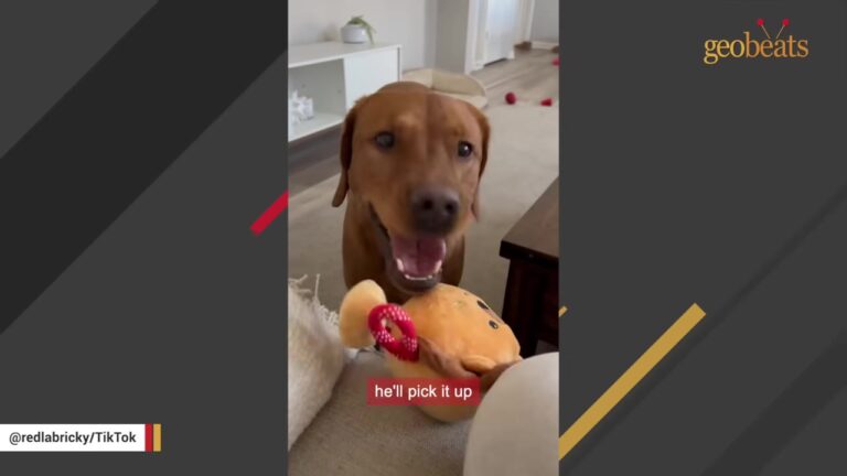 Michigan Woman Adopted The Loner Runt Of The Litter, But His Surprising Hidden Talent Left Everyone Stunned