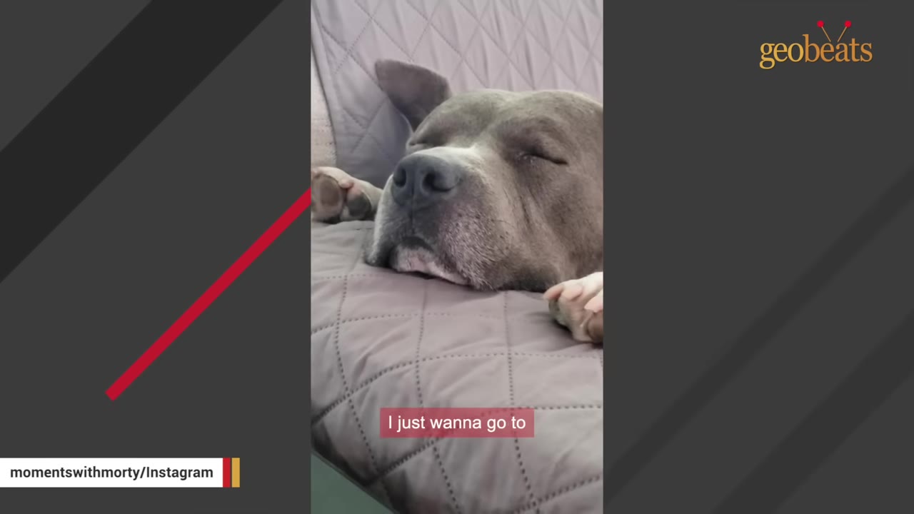 A close-up shot of a grey pit bull-type dog sleeping peacefully on a grey quilted sofa cover.