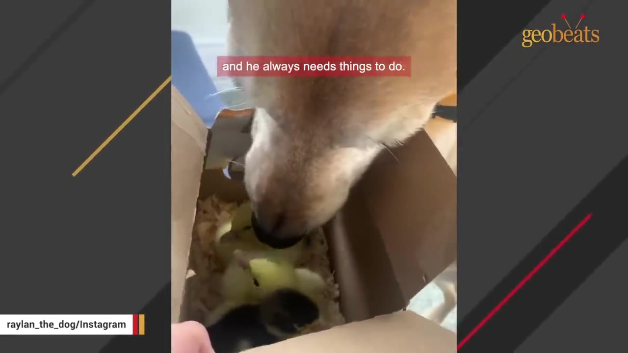 A close-up of a golden-colored dog gently sniffing a group of small yellow and dark ducklings nestled in a cardboard box filled with wood shavings.