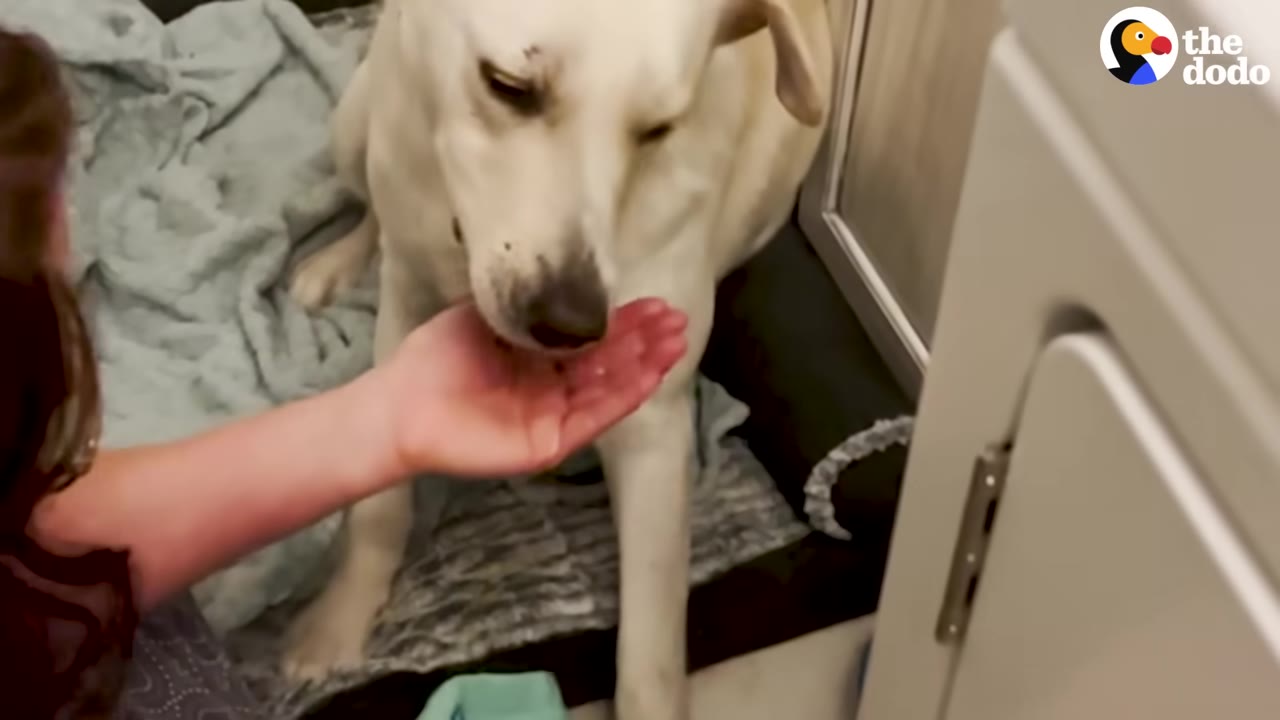 A light-colored dog gently licks water from a person's cupped hand.