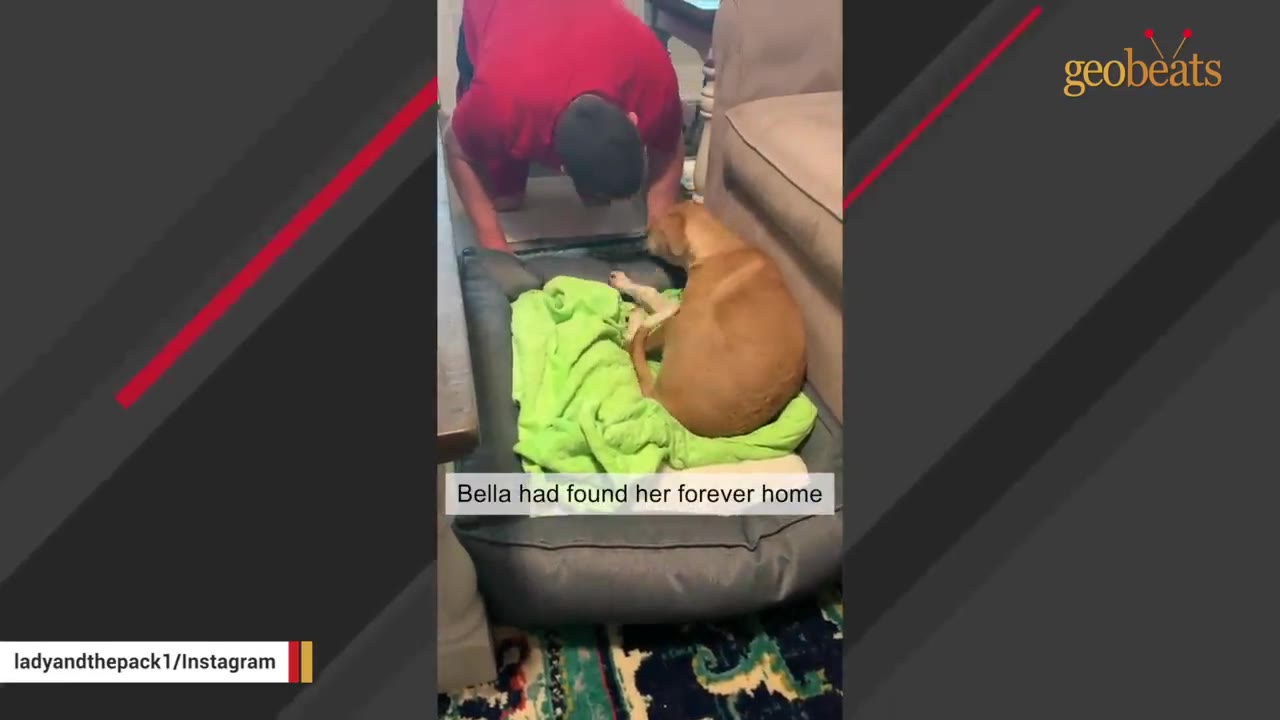 A man in a red shirt leans over a dog bed to look closely at a light brown dog lying on a green blanket.