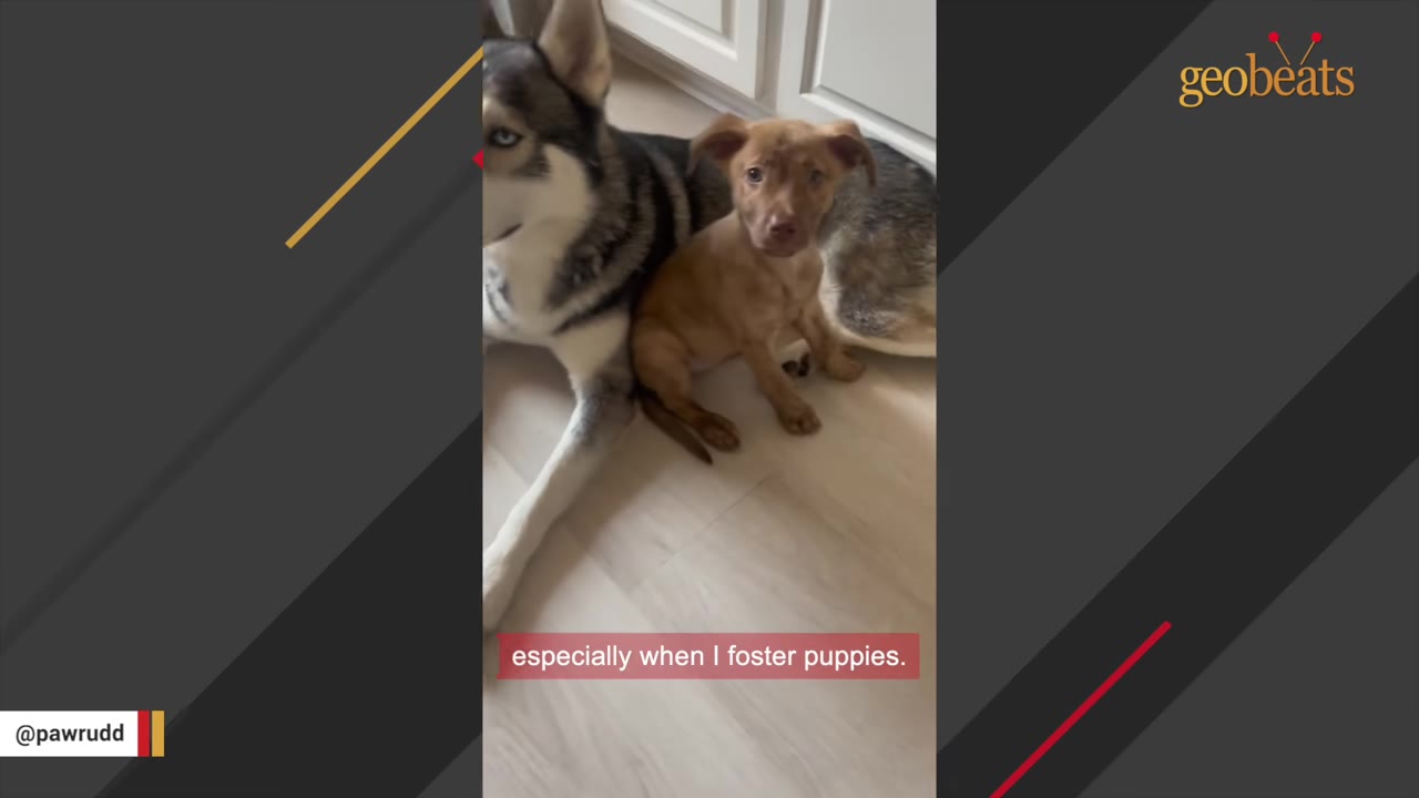 A husky named Zeus sitting calmly on the floor next to a small, light brown foster puppy.