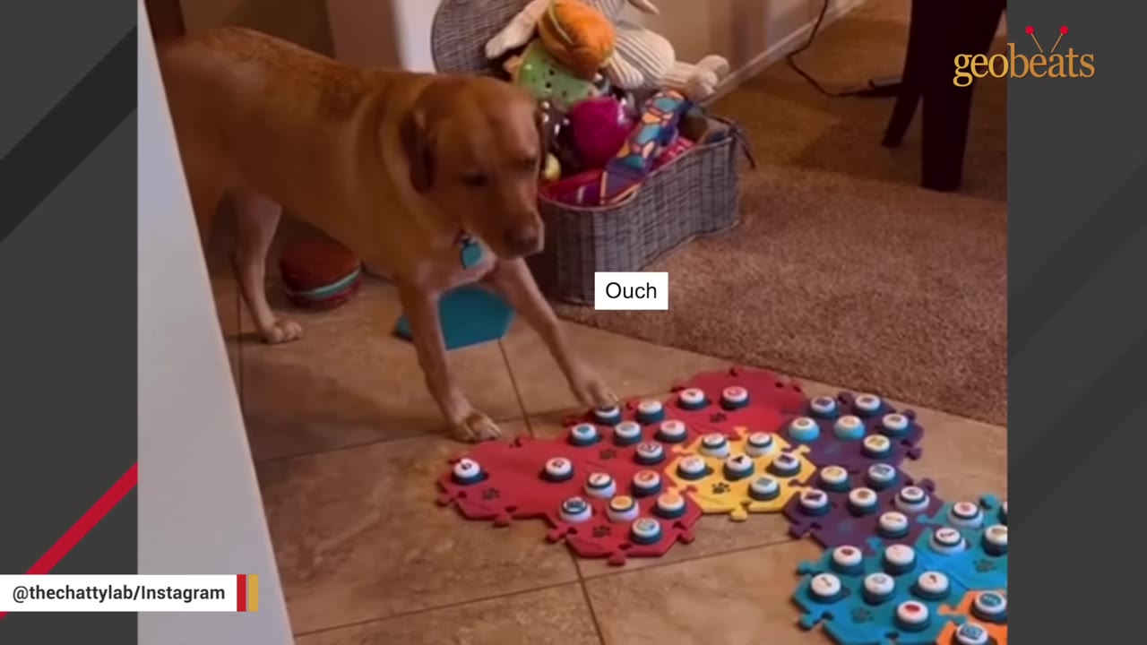 A golden-colored dog presses a button on a colorful communication board on the floor, with a text bubble reading 'Ouch' appearing next to it.