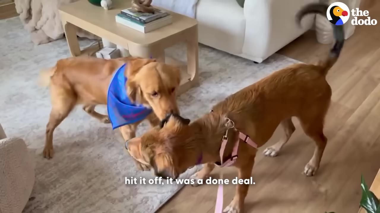 Two golden-colored dogs, one wearing a blue bandana and the other a pink harness, sniff each other's faces in a living room.
