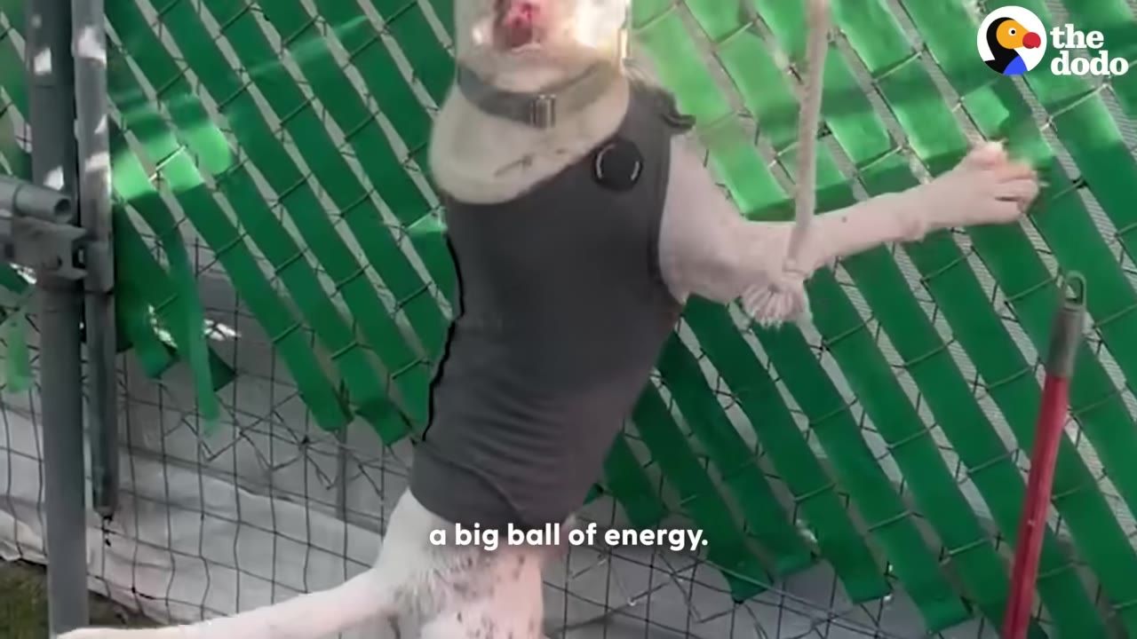 A white dog wearing a grey shirt stands on its hind legs next to a green chain-link fence, holding a rope toy.