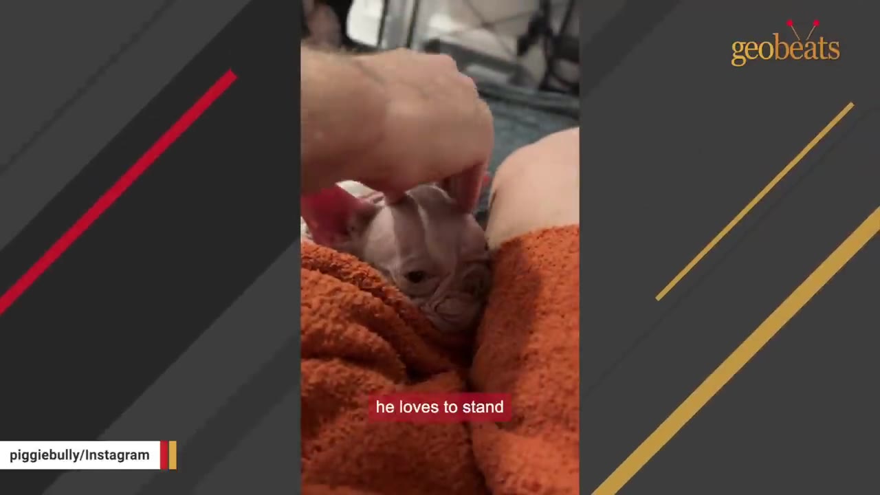 A small, light-colored dog nestled in an orange blanket is being gently petted on the head by a person's hand.