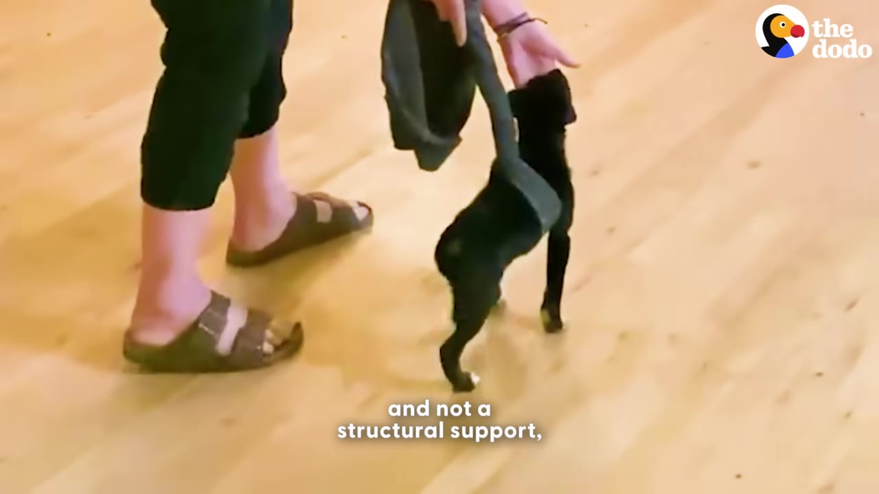 A small black puppy walks on a wooden floor while a person holds a loose strap above its back as a gentle guide.