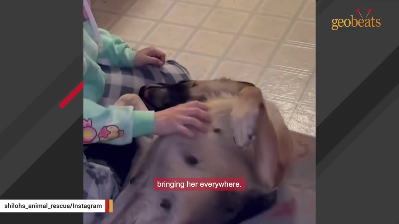 A person in a light green long-sleeved shirt gently rubs the belly of a tan and black dog lying on its back on the floor.