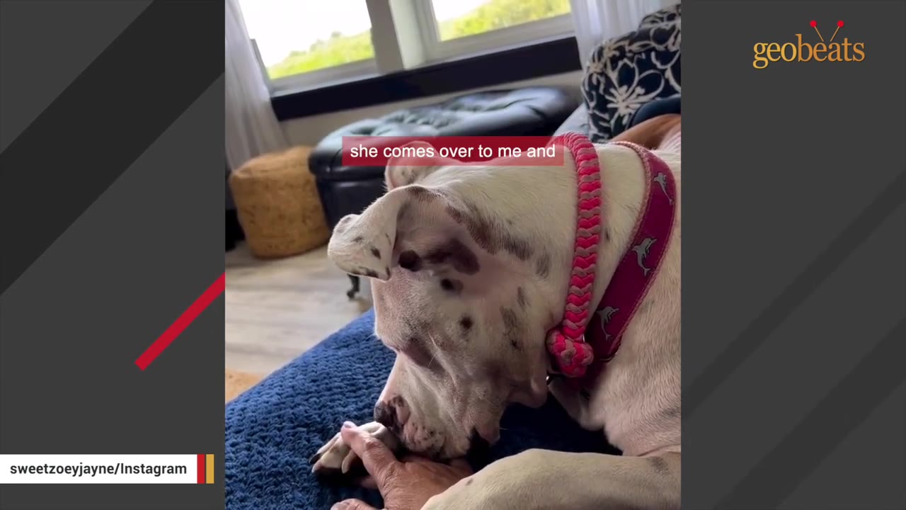 A white dog with brown spots and a pink collar gently rests its head on a person's hand on a blue blanket.