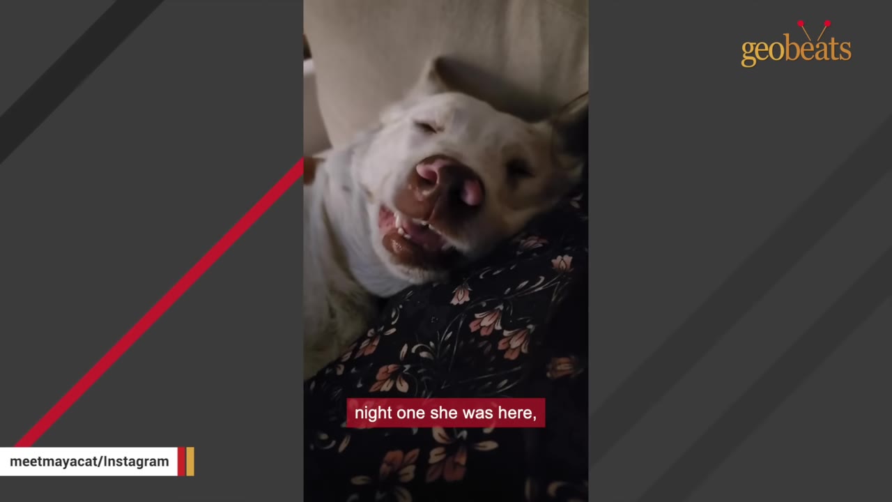 A white dog with its eyes closed rests its head contentedly on a person's lap covered in a floral pattern fabric.