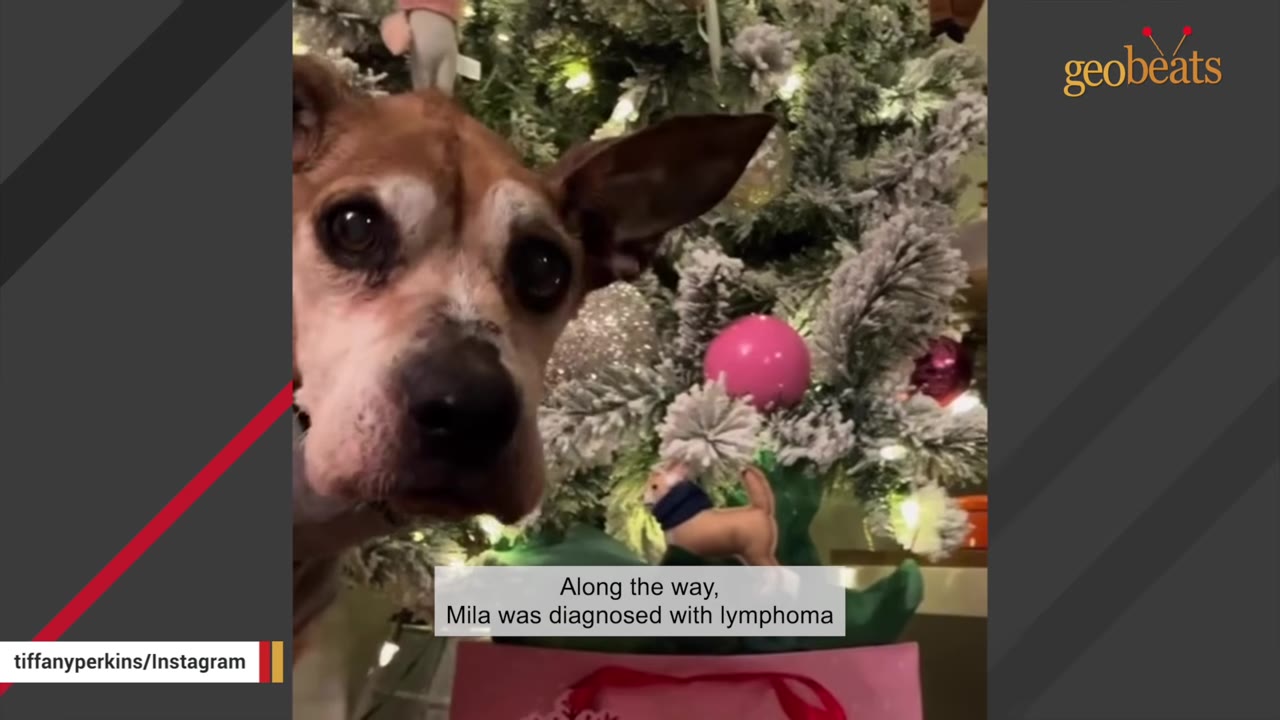 A close-up of a brown and white dog looking at the camera in front of a decorated Christmas tree, with text overlay reading 'Along the way, Mila was diagnosed with lymphoma'.