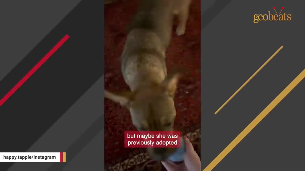 A close-up shot of a brown dog on a red patterned rug, with a hand reaching out to pet it, accompanied by the subtitle 'but maybe she was previously adopted'.