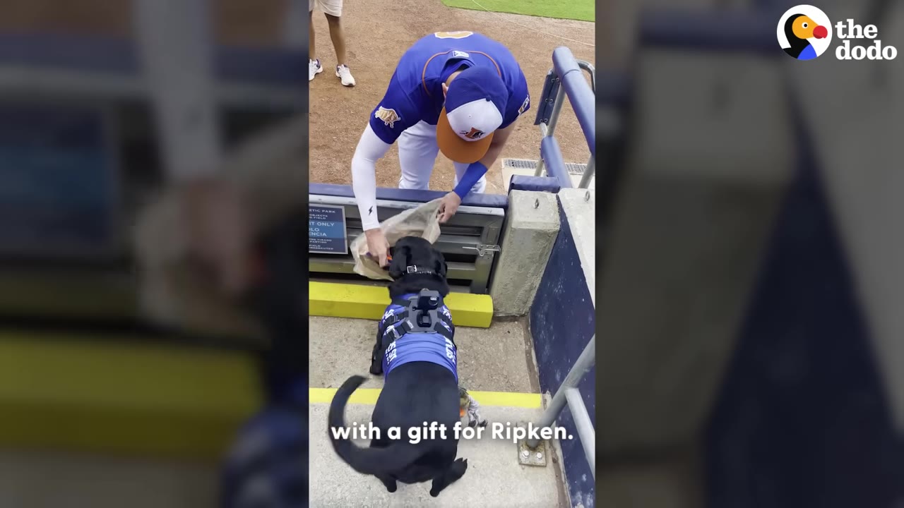 A baseball player in a blue and white uniform bends down to hand a paper gift bag to a black dog wearing a blue vest on a baseball field.