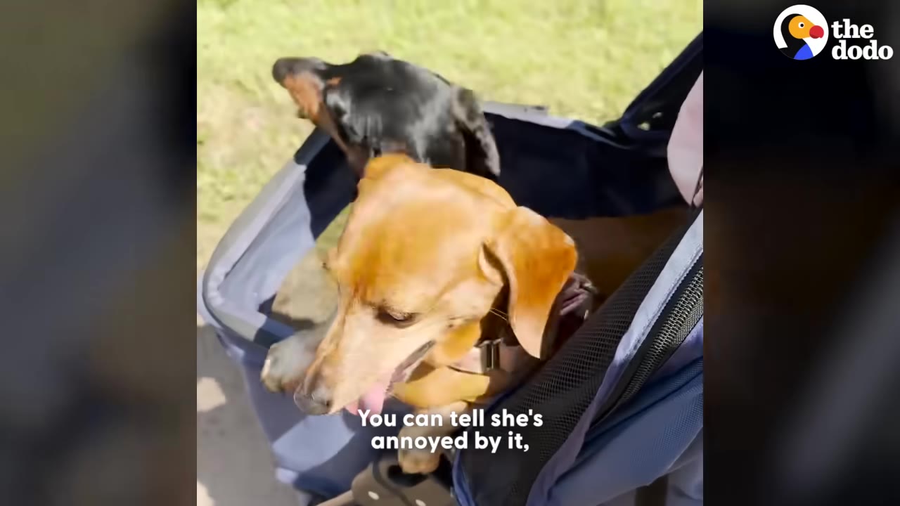 A brown dachshund sits in a blue pet stroller looking annoyed while a black and tan dachshund stands behind her.