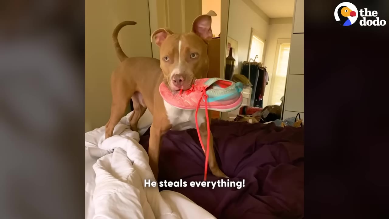 A tan and white pit bull stands on a bed with a pink and blue running shoe held in his mouth.