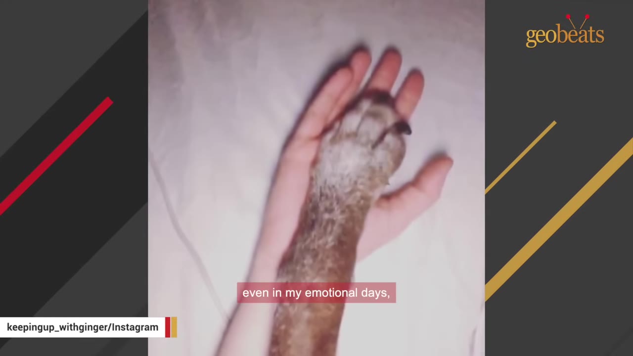 A close-up shot of a dog's paw resting gently in a person's open palm, with a subtitle that reads 'even in my emotional days,'.