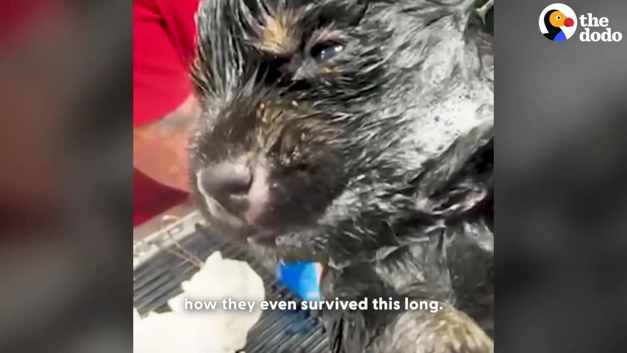A close-up of a wet, dark-furred puppy's face during a rescue bath, with text reading 'how they even survived this long.'