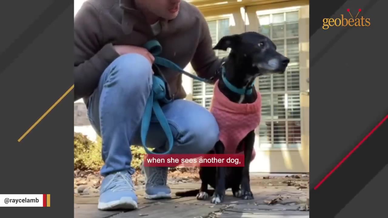A black dog wearing a pink sweater and a blue collar sits alertly on a leash next to a kneeling person outdoors, looking off to the side.
