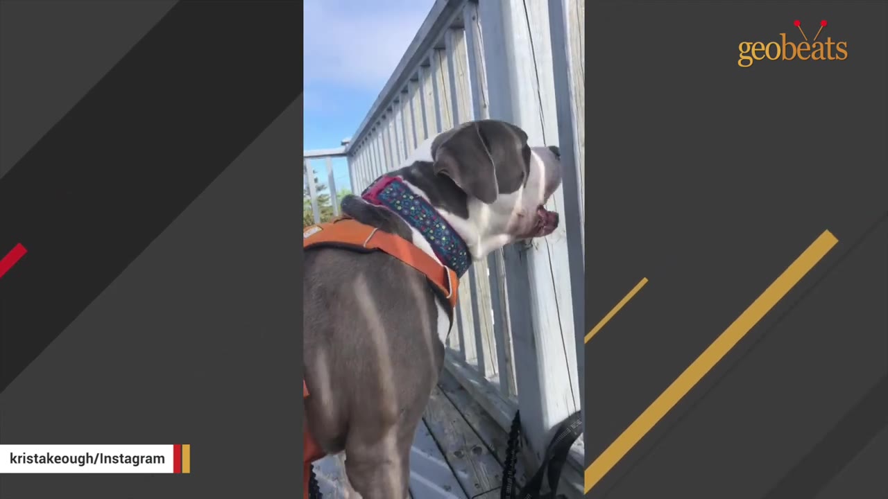 A grey and white dog wearing an orange harness and a colorful collar looks through the wooden slats of an outdoor deck railing.