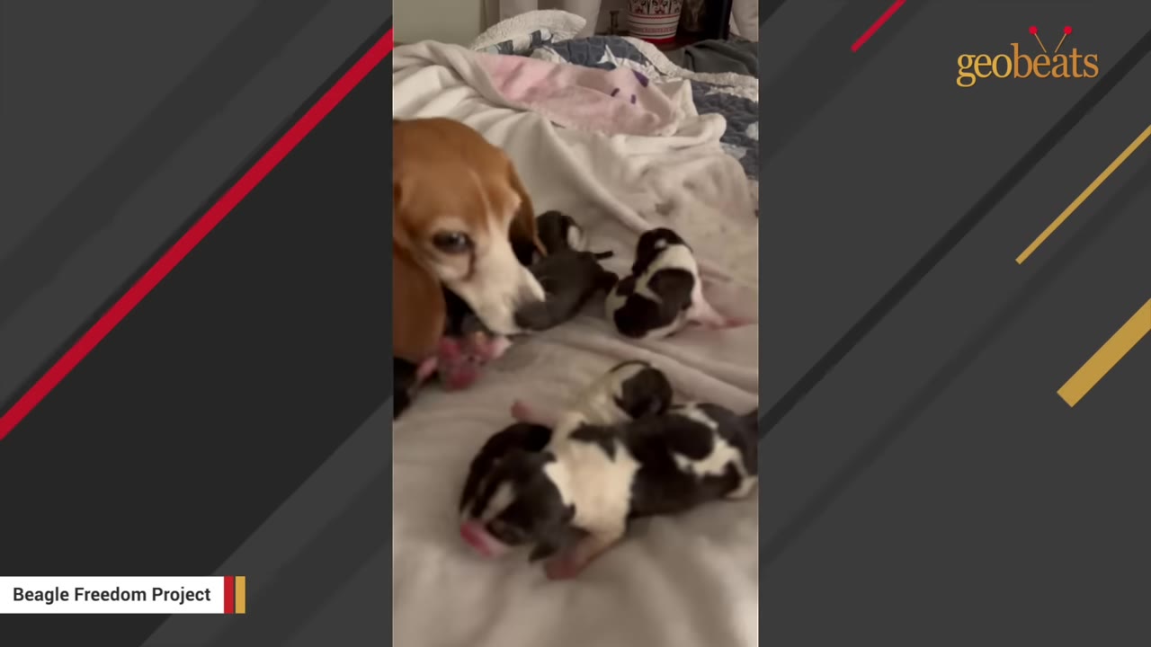 A brown and white beagle mother dog gently nuzzles her newborn puppies on a soft white blanket.
