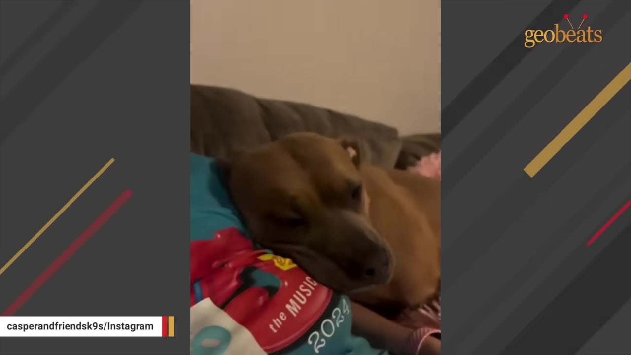 A brown dog rests its head peacefully on a person's lap, showing a moment of quiet trust and affection.