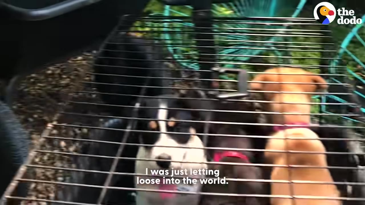 Several puppies look up from inside a wire crate, with one black and white puppy looking directly at the camera.