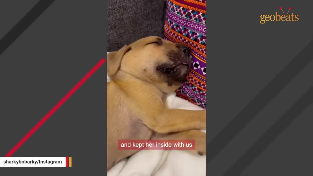 A light brown puppy sleeping peacefully with its eyes closed, resting its head on a colorful patterned pillow.